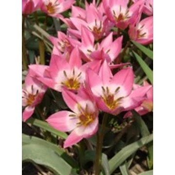Aucheriana - botanikai tulipán 