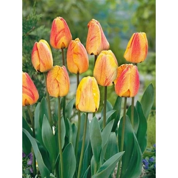 Beauty of apeldoorn - Darwin tulipán 