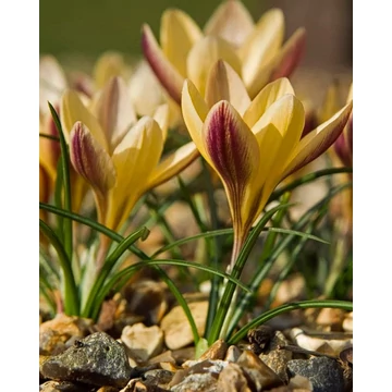 Bronze form angustifolius - krókusz 