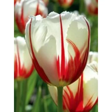 Carnaval de Rio - Triumph tulipán 
