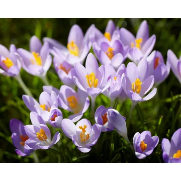 Tommasinianus - krókusz 