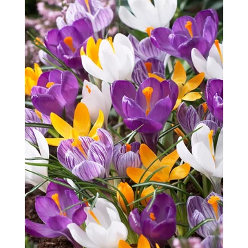 Large flowering mix - krókusz mix 