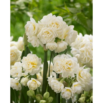 Erlicheer - nárcisz 