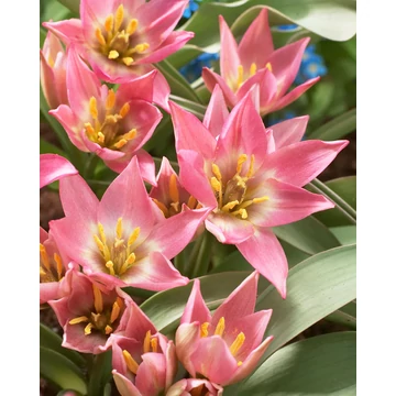 Aucheriana - botanikai tulipán 