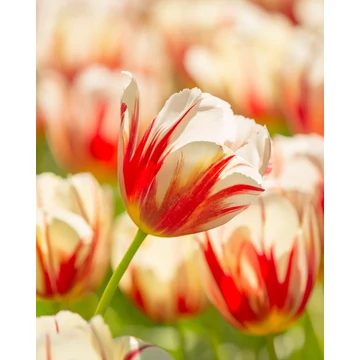 Carnaval de Rio - Triumph tulipán 