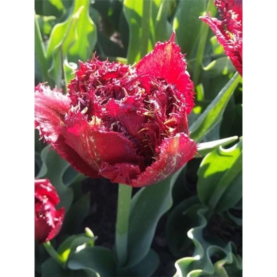 Ajaccio - tulipán 