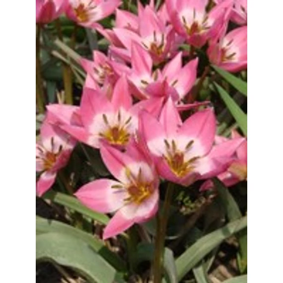 Aucheriana - botanikai tulipán 