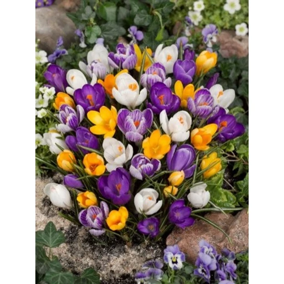 Large flowering mix - krókusz mix 
