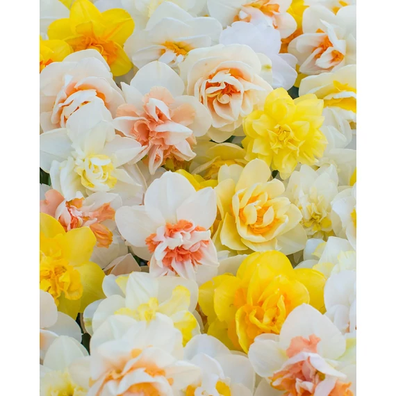 Double mixed - nárcisz mix 