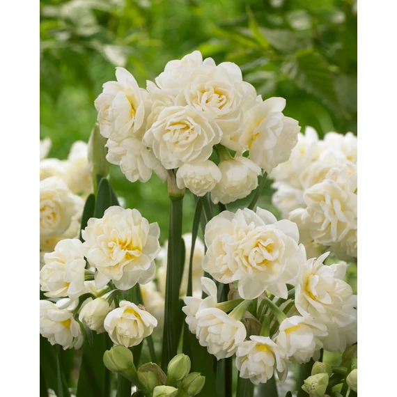 Erlicheer - nárcisz 